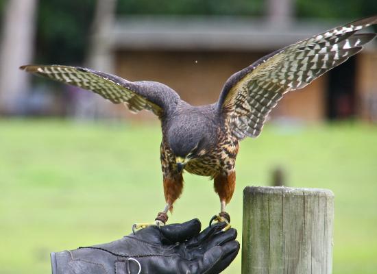 Wingspan National Bird of Prey Centre